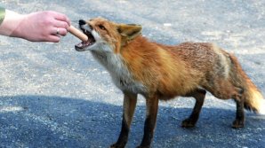 Предприниматель, выигравший тендер на вакцинацию лисиц, пытался подкупить сотрудника НАПБ