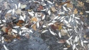 Экологическая катастрофа в Единцах: жители рассказали о массовом море рыбы в местном озере (ВИДЕО)