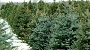 Ёлки готовы к продаже: сколько стоят метровые красавицы в питомнике