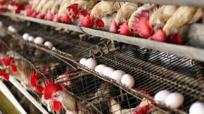 Экспорт мяса птицы и яиц в ЕС заблокирован. У Молдовы нет необходимых аккредитаций 