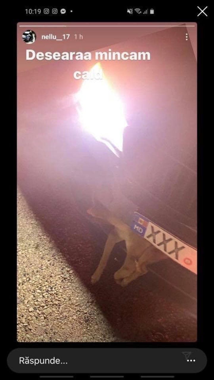 "Вечером едим горячее": Молодой водитель поглумился в интернете над сбитой собакой