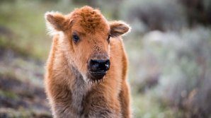В румынских Карпатах впервые за два столетия на воле родился детеныш зубра