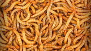 ЕС намерен производить гамбургеры, макаронные изделия, печенье и смузи из мучных червей