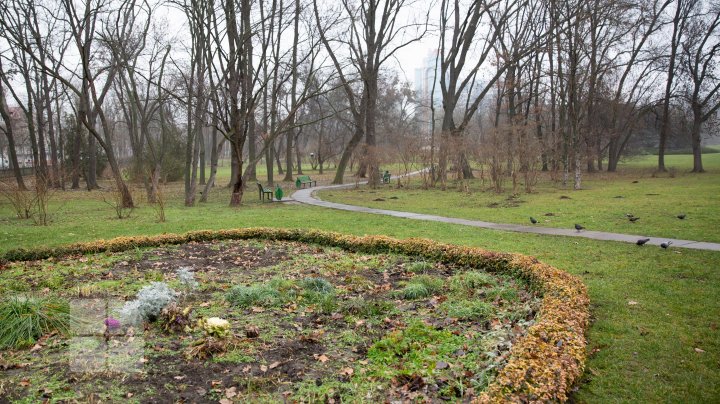 Весна среди зимы: январские фиалки и зелень в парках. Фоторепортаж 