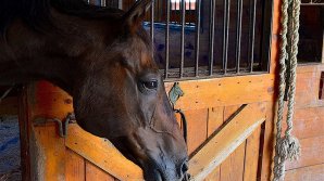 Помогите Дакоте: волонтеры ищут средства на выхаживание истощенной беременной лошади