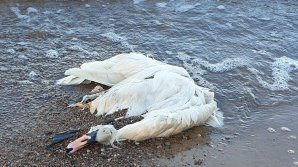 Около пятидесяти лебедей и уток найдены мертвыми на Днестре в Рыбницком районе