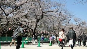 Пандемия не отменила традицию: жители Токио любуются цветущей сакурой (ВИДЕО)