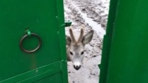 Жителя Питушки, который спас и выходил детеныша косули, оштрафовали за удержание животного в неволе 