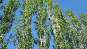 Тополя угрожают безопасности кишинёвцев со Старой Почты