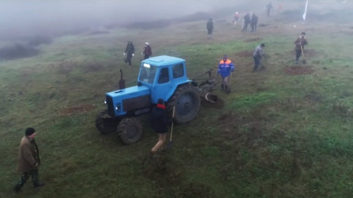 Добровольцы высадили тысячи деревьев на берегу Днестра у села Кошница