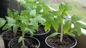 В продаже появилась первая рассада - от овощных культур до саженцев деревьев и ягодных кустов 