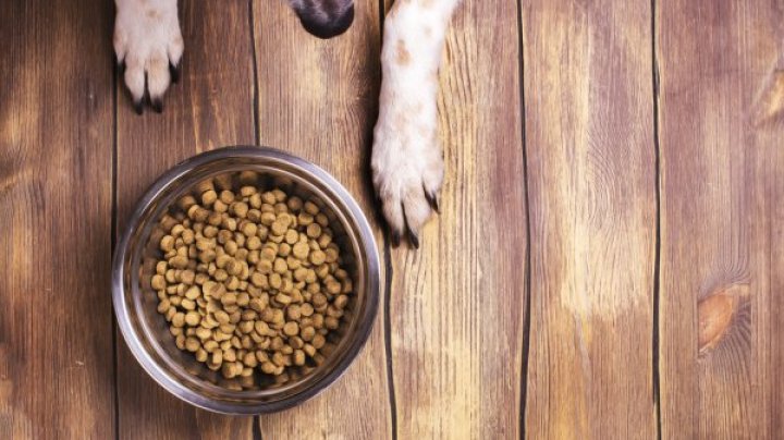 В Страшенах производят корм для собак из костей со скотобоен