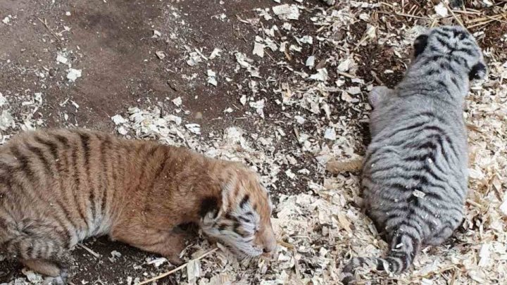 Первые фото новорожденных: в Кишинёве появились на свет два бенгальских тигрёнка