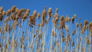 ЖЕЛТЫЙ КОД из-за сильного ветра