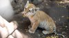 Бенгальский тигренок из кишиневского зоопарка показал злобный оскал (ФОТО)