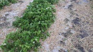 В Флорештском районе выпал град размером с черешню