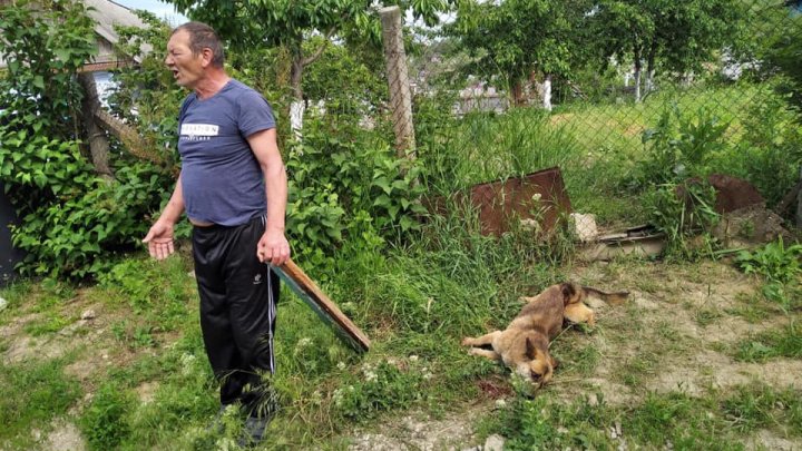 Житель Хынчешт жестоко избил привязанную к забору собаку (ФОТО)