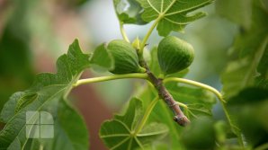 На прилавках появился молдавский инжир: экзотический фрукт пользуется у покупателей популярностью (FOTO)