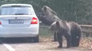 В Румынии медведь набросился на туристку в машине (ВИДЕО)