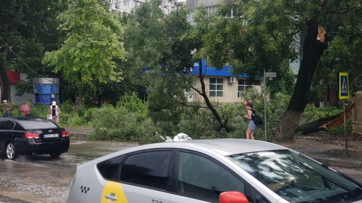 Как ливануло: непогода в Кишинёве поломала ветки деревьев (ФОТО)