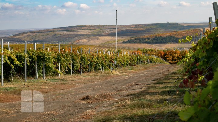 Современные технологии на службе у братьев-фермеров из Каушанского района (ФОТОРЕПОРТАЖ)