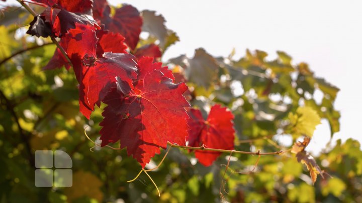 Современные технологии на службе у братьев-фермеров из Каушанского района (ФОТОРЕПОРТАЖ)