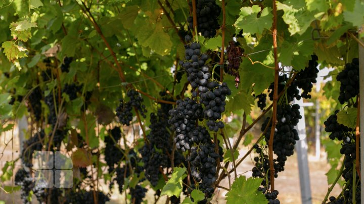 Современные технологии на службе у братьев-фермеров из Каушанского района (ФОТОРЕПОРТАЖ)