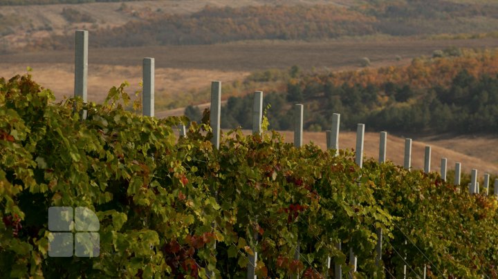 Современные технологии на службе у братьев-фермеров из Каушанского района (ФОТОРЕПОРТАЖ)