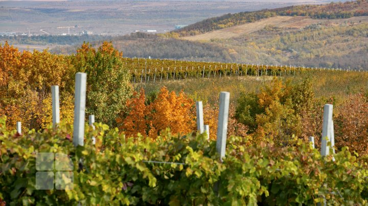 Современные технологии на службе у братьев-фермеров из Каушанского района (ФОТОРЕПОРТАЖ)