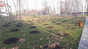 Национальный день озеленения края: в Кишиневе высадили более 11 тысяч саженцев липы и акации