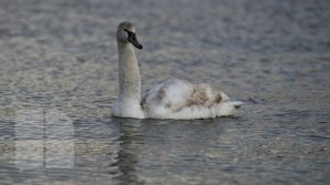 13  лебедей остались зимовать озере Валя Морилор