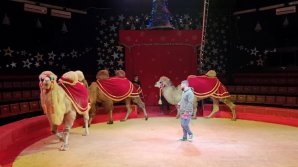 "Рождество для детей": в Кишиневском цирке подготовили праздничную программу 