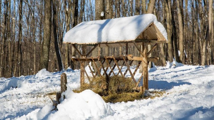  В Унгенском заповеднике лесники подкармливают диких животных