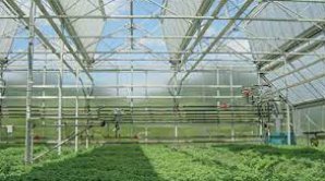 Аграрии приступили к посадке рассады в теплицах
