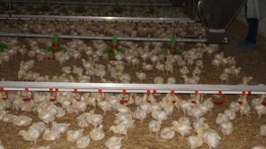 Заключение экспертов после взятых на проверку проб земли в селе Флорены Новоаненского района  