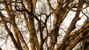 Прогноз погоды на 21 февраля: в Молдове потеплеет до 13 градусов