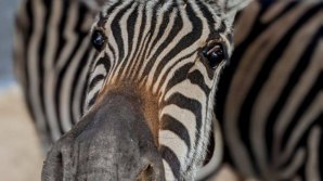 1 июня дети до 16 лет смогут посетить зоопарк бесплатно