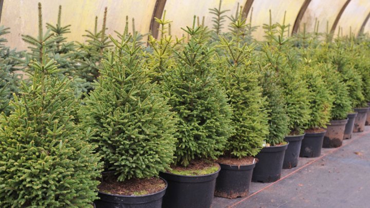 "Молдсилва" выставила на продажу более 50 тысяч живых елок: где и почем их можно купить