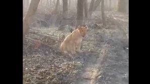 В районе Штефан-Водэ заметили гуляющего в лесополосе льва: подробности (ВИДЕО)