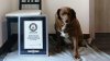 Самой старой собакой в мире был признан пес по кличке Боби