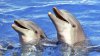 Госсовет Франции обязал кабмин запретить рыбалку в некоторых регионах для защиты дельфинов