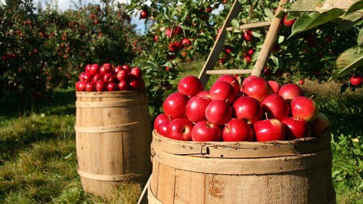 Вкус и красота: Национальный фестиваль яблок проходит в Сороках