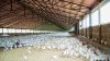 Власти призывают фермеров предпринять меры по защите птиц от птичьего гриппа